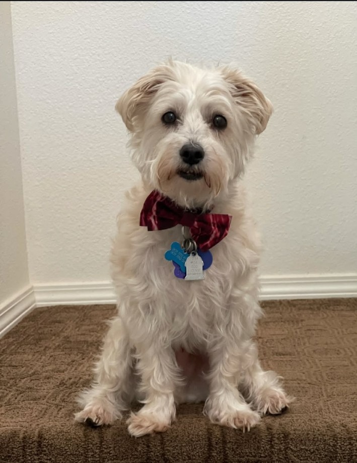 The original photo of the dog before Avtr (just for fun)